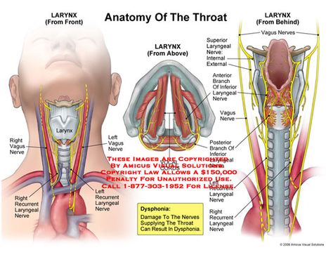 Vocal Chords Anatomy, Voice Anatomy, Trachea Anatomy, Vocal Anatomy, Throat Anatomy, Nurse Anesthesia, Vocal Chords, Basic Anatomy And Physiology, Human Body Anatomy