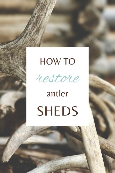 Shed Antler Ideas, Deer Sheds Ideas, Painting Antlers Diy, Antler Sheds Ideas, Deer Shed Ideas Decor, Moose Antler Ideas, Elk Horns Decor Ideas, How To Clean Antlers, Decorating With Antlers Living Room