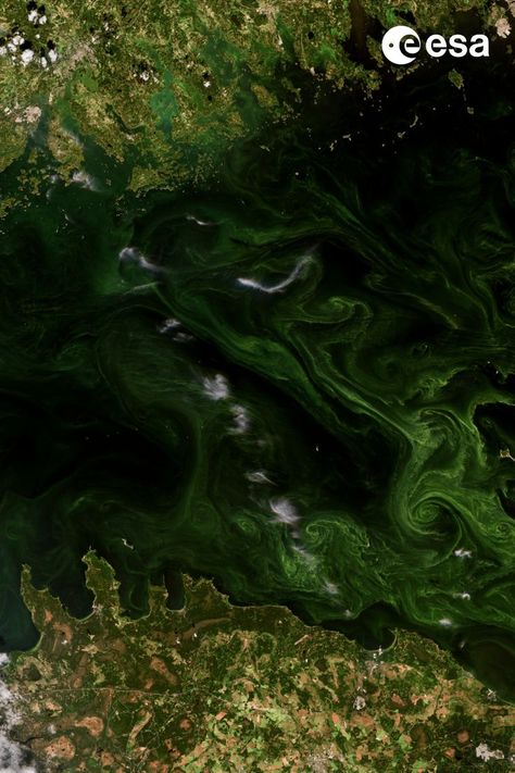 Swirls of bright green set against a dark sea dominate this view of the Gulf of Finland from space. The coastline with Helsinki is seen to the top of the image. A few tufts of clouds are seen over the sea. Sea Surface, European Space Agency, Marine Plants, Breath Of Life, Aerial Photos, Green Algae, International Space Station, Earth From Space, Dream Holiday