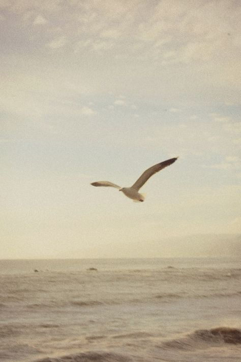 Seagull | beach | beachy | coast | coastal | waves | ocean | 1989 | taylors version | taylor swift | retro | vintage | cali | california | golden state | west coast | nature | photo wall | collage | wallpaper | background | seafoam | shore | aesthetic| venice beach | venice bitch | lana del rey #seagull #beach #beachy #coast #coastal #ocean #waves #taylorswift #taylorsversion #1989 #retro #vintage #wallpaper #background #venicebeach #venicebitch #aesthetic #cali #california #collage #photo Seagulls Beach Aesthetic, Vintage Aesthetic Photo Wall Pictures, Vintage Venice Beach, Cali Vibes Aesthetic, Beach Retro Aesthetic, Photo Wall Collage Wallpaper, Vintage Ocean Wallpaper, Retro Nature Aesthetic, Beach Coastal Aesthetic