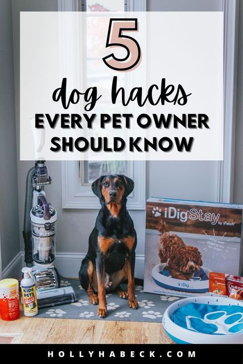 Dog Life Hacks, Kueez Pins, In Your Twenties, Pet Wipes, Your Twenties, Dog Hacks, Healthy Dog Treats, How To Survive, Her Campus