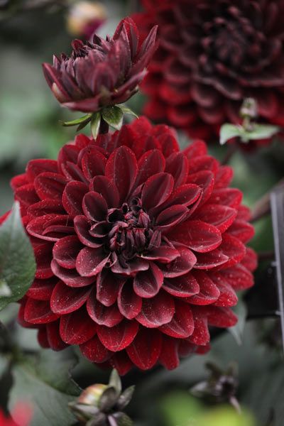 Dahlia Karma Choc, Karma Choc Dahlia, Butterfly Gardens, Red Dahlia, Dahlia Flowers, Gothic Garden, Flower Inspiration, Herbaceous Perennials, Dahlia Flower