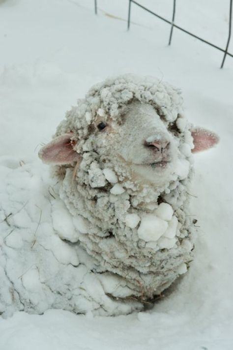 http://www.catskill-merino.com/ Bunny Oc, Merino Sheep, Tiny Bunny, Sheep Farm, Sheep And Lamb, Oita, A Sheep, 인물 사진, Sweet Animals