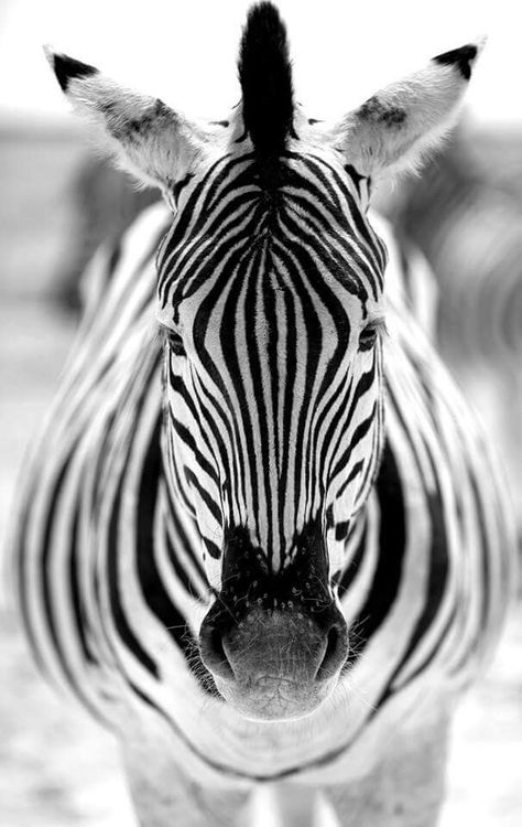 Beautiful Zibera Symmetry Photography, Zebra Art, Nature Animals, Zebras, Wildlife Photography, Beautiful Creatures, Animal Kingdom, Animal Photography, Animals Beautiful