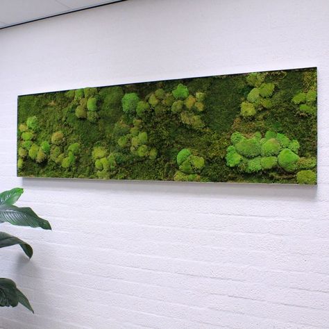 Mos Wand, Moss Wall, Office Plants, Meeting Room, Accent Wall, Herbs, Mural, Home And Living, Living Room