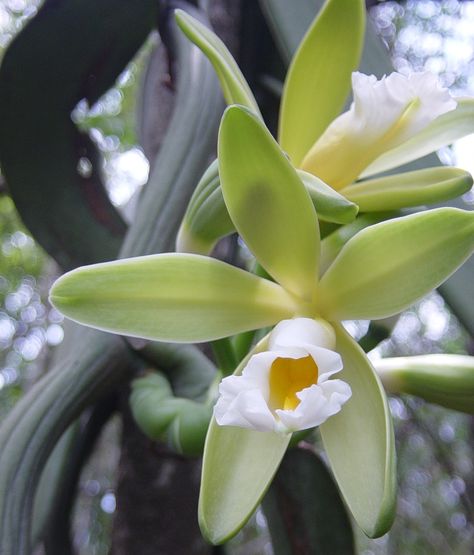 Vanilla chamissonis Mini Orquideas, Vanilla Plant, Flowers Orchids, Freeze Dried Fruit, Exotic Orchids, Vanilla Orchid, Vanilla Candle, Pure Vanilla, The Orchid