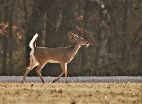 Free image of "Young White-tail Deer In Winter" by Sheila Brown Deer Walking, Macoto Takahashi Art, Deer Jumping, White Tailed Deer, Deer Tattoo, White Deer, Winter Images, Vintage Deer, Horses And Dogs