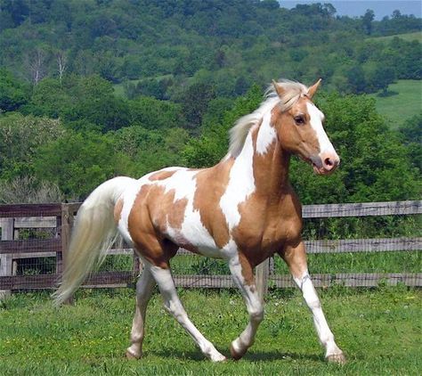 Palomino Paint Horse, Cheval Pie, Pinto Horses, Goddess Of Spring, Board Paint, American Paint Horse, Paint Horses, Painted Horses, Beautiful Horse Pictures