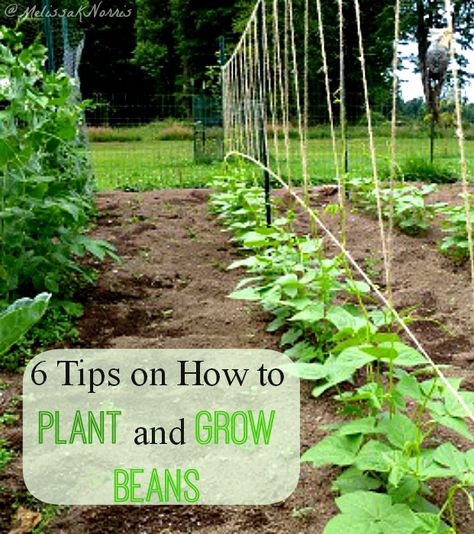 6 Tips on How to Plant and Grow Beans | If I had to choose one vegetable to grow, it'd be green beans. My family has passed down this partic... Grow Beans, Growing Green Beans, Growing Beans, Nutrition Quotes, Growing Greens, Pole Beans, Fitness Exercises, Garden Veggies, Veg Garden