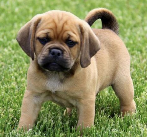 Puggle puppy 😍 Puggle Puppies, Puppies, Dogs