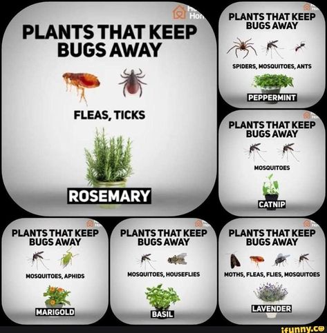 Tap to see the meme Insect Repellent Plants, Catnip Plant, Pest Control Plants, Plant Bugs, Mosquito Repelling Plants, Natural Pest Control, Garden Pests, Insect Repellent, Mosquito Repellent