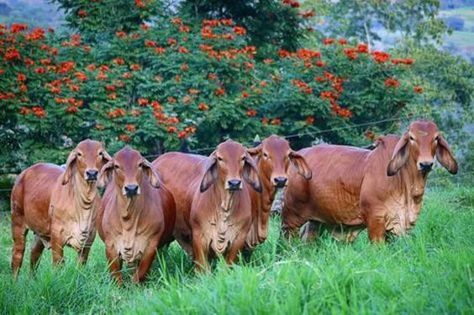 Fruit Farming, Cow Breeds, Brahman Cattle, Cattle Ranching, Cattle Farming, India Photography, Krishna Photo, Radha Krishna Photo, Krishna Photos