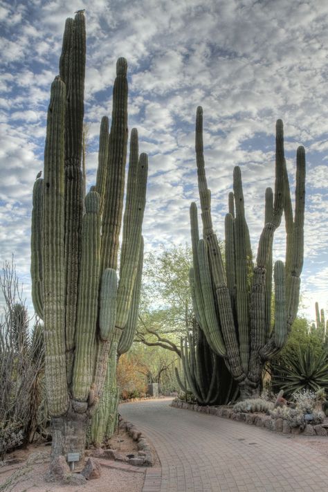 The Giant Cardons | Flickr - Photo Sharing! Giant Cactus, Arizona Trip, Shark Tattoos, Woodpeckers, My Turn, Arizona Travel, Arizona Usa, Phoenix Arizona, Cacti And Succulents