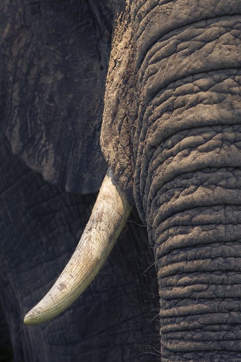 Chobe National Park, Elephant Photography, Elephant Quilt, Water For Elephants, Elephant Trunk, Save The Elephants, Elephant Love, Rhinos, Elephant Art