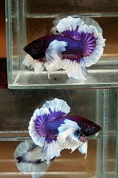 AquaBid.com - Archived Auction # fwbettashmp1372420385 - Dumbo Big Ear - Ended: Fri Jun 28 06:53:05 2013 Siamese Fish, Purple Fish, Ikan Air Tawar, Scale Texture, Fort George, Chien Golden Retriever, Betta Fish Types, Betta Fish Care, Pretty Fish