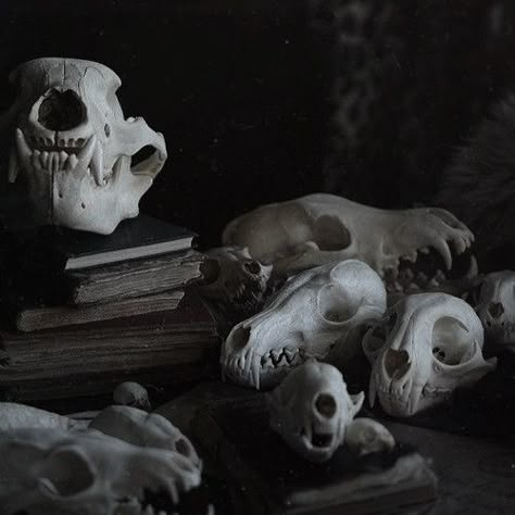 Taxidermy Aesthetic, Hel Goddess, Defense Against The Dark Arts, Goddess Of The Underworld, Dark Forest Aesthetic, Animal Skeletons, Who Is She, Vulture Culture, Cat Skull