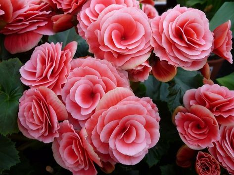 How to Care for Tuberous Begonias Tuberous Begonia, Flower Meanings, Different Plants, Growing Indoors, Plant Species, Bulb Flowers, Flowers Perennials, Vibrant Flower, Hanging Baskets