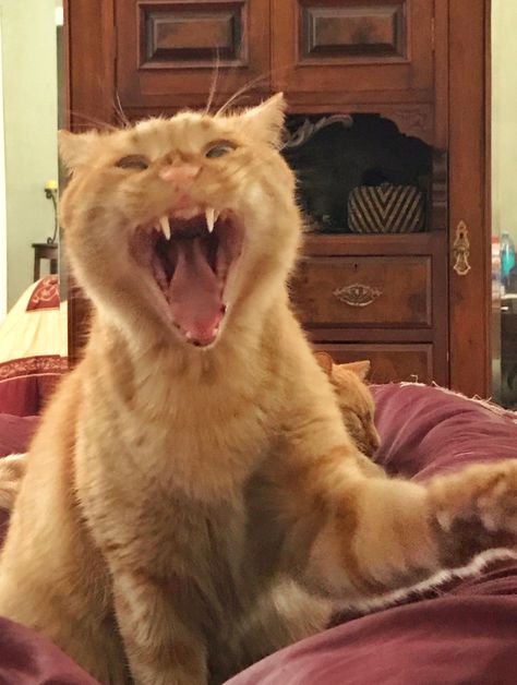 Ferocious cat ... yawning ... Buddy the orange tabby ginger cat ❤️ Chaotic Orange Cat, Crazy Orange Cat, Angry Orange Cat, Orange Cat Personality, Orange Cat Energy, Ginger Cat Funny, Silly Orange Cat, Joseph Core, Gremlin Core