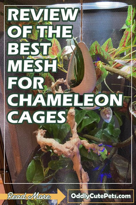 Chameleon Enclosure Ideas, Diy Chameleon Cage, Pet Chameleon Cage, Diy Chameleon Enclosure, Chameleon House, Chameleon Habitat, What Do You Need For A Chameleon, Veiled Chameleon Care, Cuban False Chameleon Enclosure