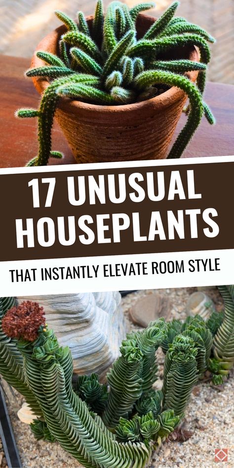 Ready for houseplants that are a little different? These 17 unusual plants bring vibrant shapes, textures, and colors to your home, from the “Shamrock Plant” to the “Pilea Peperomioides.” These pretty yet weird plants make a stunning addition to any room and are perfect for plant lovers looking to add unique character to their indoor space. Save this pin for unique houseplant ideas! Indoor Plant Varieties, Unique Indoor Plants, Cool House Plants, Great Indoor Plants, Beautiful House Plants, Rare Houseplants, Houseplant Ideas, Useful Plants, Shamrock Plant