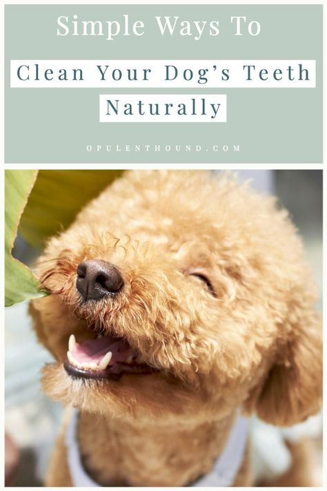 Natural Dog Dental Care, Natural Dog Teeth Cleaning, How To Clean Dogs Teeth, Clean Dogs Teeth, Diy Dog Toothpaste, Get Rid Of Yellow Teeth, Dog Whelping, Dog Dental Hygiene, Dog Care Checklist