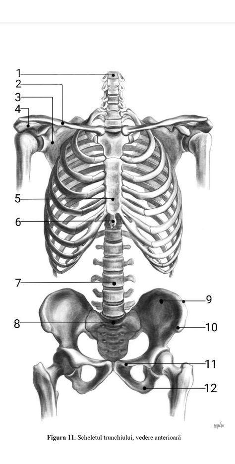 Anatomically Correct Skeleton, Anatomy Bones Drawing, Bone Anatomy Drawing, Chest Skeleton, Skeletal Anatomy, Human Skeleton Anatomy, Chest Tattoo Ideas, Line Tattoo Ideas, Anatomy Bones