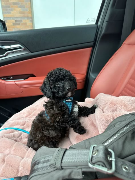 Mini Poodles Black, You Poodle Puppy, Small Dog Aesthetic, Poodle Puppy Black, Miniature Poodle Black, Black Toy Poodle, Shitzu Poodle, Black Puppies, Pets Aesthetic