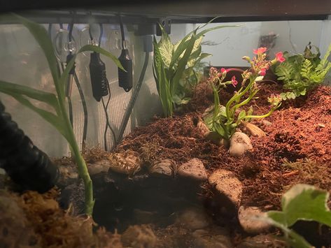 Pacman Frog Setup, Frog Setup, Bioactive Pacman Frog Terrarium, Pacman Frog Enclosure, Pac Man Frog Terrarium, Pac Man Frog Enclosure, Pacman Frog Care, Frog Terrarium Aesthetic, Pixie Frog