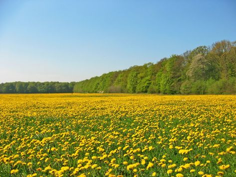 Field Of Dandelions, Dandelion Painting, Scenery Background, Industrial Photography, Wallpaper Nature Flowers, Country Scenes, Cool Wallpapers Art, Spring Aesthetic, Love Painting