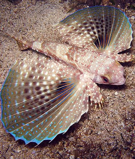 A gurnard, also known as sea robin, is a bottom-dwelling fish found in warm and temperate seas. These fish have armored, bony heads, and bright-colored, fan-shaped pectoral fins. They use their strong pelvic fins to "walk" on the bottom of the ocean and look for food. Sea robins make a croaking sound when caught. Fish From Below, Sea Robin, Fish Fins, Pretty Fish Ocean, White Spotted Puffer Fish, Fish Fin, Green Spotted Puffer Fish, Creature Marine, Rare Fish