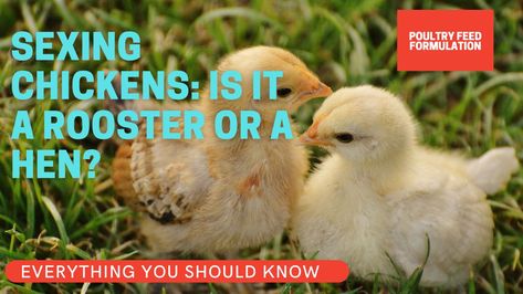 10 Amazing Ways of Sexing Chickens: How To Tell A Rooster From a Hen? - POULTRY FEED FORMULATION Poultry Feed, Raising Backyard Chickens, Chickens Backyard, Hen, To Tell, Rooster, 10 Things