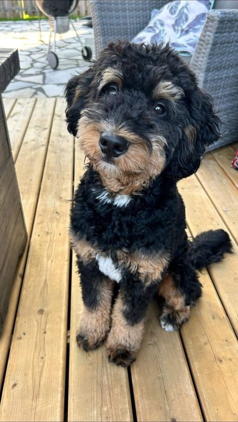 Haircuts For Aussiedoodle, Bernedoodle Puppy Haircut, Mini Bernie Doodle, Mini Bernedoodle Haircut Styles, Bernadoodle Haircuts, Mini Bernedoodle Haircut, Bernedoodle Haircut Styles, Bernadoodle Mini, Bernedoodle Full Grown