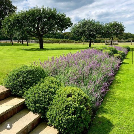 Nepeta Walkers Low, Stone Walls Garden, Sloped Backyard Landscaping, Boxwood Garden, Pathway Landscaping, Backyard Garden Layout, Sloped Backyard, Tiered Garden, Hillside Landscaping