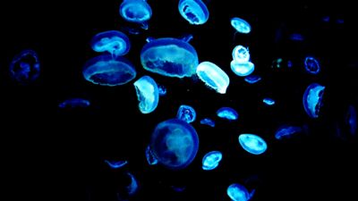 Jellyfish Tank, Princess Jellyfish, Natural Phenomena, Ocean Life, Sea Animals, Deep Sea, Images Gif, Marine Life, Jellyfish