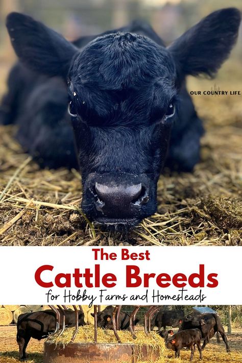 Mini Hobby Farm, Best Farm Animals For Beginners, Raising Beef Cattle Small Farm, How To Start A Cattle Ranch, Hobby Farms Layout, Raising Cows, Cattle Housing, Cow Breeds, Raising Livestock