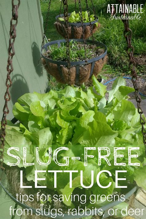 Planting Lettuce In Containers, Growing Lettuce In Containers, Lettuce In Containers, Vegetable Garden Plans, Planting Lettuce, Gemüseanbau In Kübeln, Homemade Garden, Garden Windmill, Vegetable Garden Planner