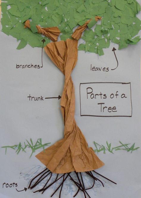 Deciduous And Evergreen Trees Ks1, Parts Of A Tree Craft, Tree Curriculum Preschool, Parts Of A Tree, Tree Activities, Tree Unit, Creative Curriculum Preschool, Art For Preschoolers, Winter Stem