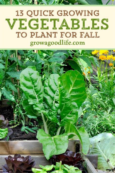 Homestead Garden Layout, Fall Vegetable Garden, Fall Vegetables To Plant, Vegetables To Plant, Fall Crops, Vegetable Garden Diy, Fall Vegetables, Fall Garden Vegetables, Veg Garden