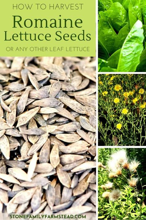 Don't throw away your bolted leaf lettuce plants! Harvest your romaine lettuce seeds instead! This method works with any leaf lettuce! #gardening #seedsaving #seeds #lettuce #romaine How To Harvest Lettuce Seeds, Fairy Garden Pictures, Romaine Lettuce Growing, Buttercrunch Lettuce, How To Harvest Lettuce, Lettuce Seeds, Small Yellow Flowers, Seed Starter, Seed Saving