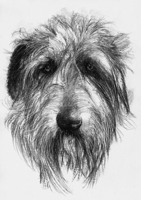 Irish Wolfhound Drawing, Dog Sketches, Drawing Dogs, Irish Wolfhounds, Drawings Of Animals, Dog Drawings, Scribble Art, Puppy Art, Dog Sketch