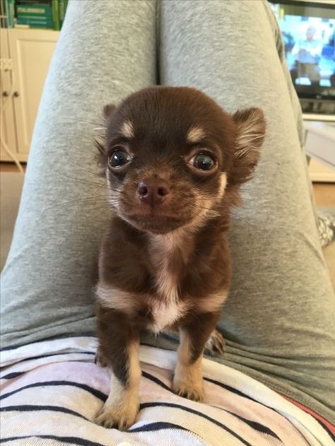 Tiny Chocolate Chihuahua Chocolate Chihuahua, Puppies Cutest, Chihuahuas Dogs, Teacup Chihuahua Puppies, Baby Chihuahua, Teacup Chihuahua, Cute Chihuahua, Chihuahua Love, Chihuahua Puppies