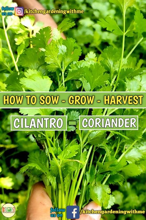 Grow Coriander At Home, Harvest Cilantro, Planting At Home, How To Grow Coriander, Growing Coriander, How To Harvest Cilantro, Kitchen Gardening, How To Grow, Vegetable Garden