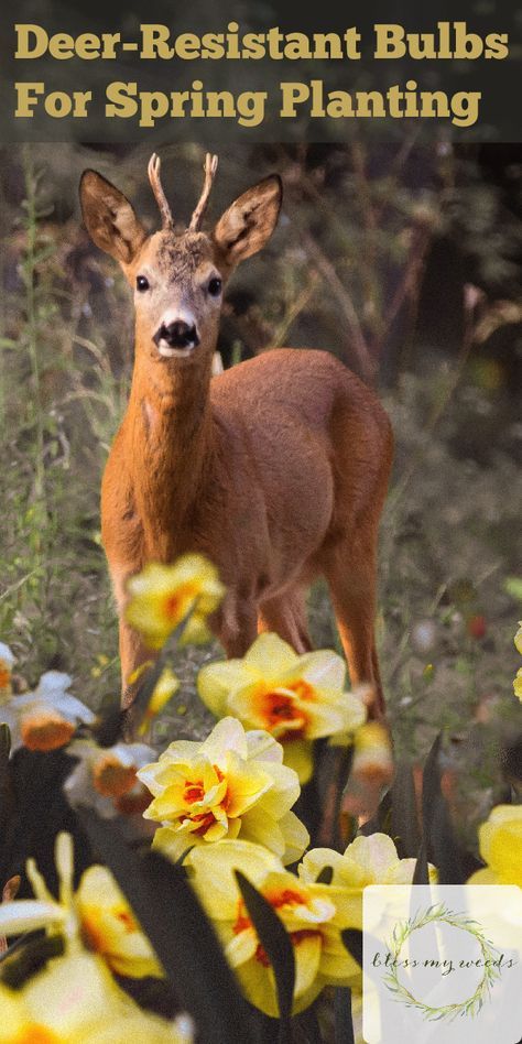 Deer Resistant Garden, Deer Repellant, Gardening Indoors, Deer Proof, Glory Of The Snow, Spring Planting, Deer Resistant Plants, Tulip Bulbs, Spring Plants