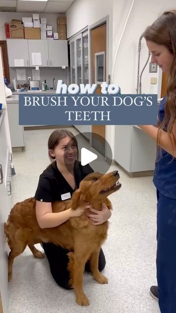 WebMD on Instagram: "Brushing your dog’s teeth is essential for their health - without brushing, plaque can build up, putting your dog at risk for bad breath, gum disease, and tooth decay 🪥⁠ ⁠ @dr.vanesafarmer shares her step-by-step tips for starting a dog dental health routine - read more about pet dental care by tapping the link in our bio.⁠ ⁠ #webmd #pethealth #doghealth #dogstagram #instadog #dogsofinstagram #healthandwellness" How To Brush Dogs Teeth, Brushing Dogs Teeth, Pet Dental Care, Dog Dental Health, Dog Dental Care, Dog Dental, Health Routine, Dog Teeth, Old Dogs