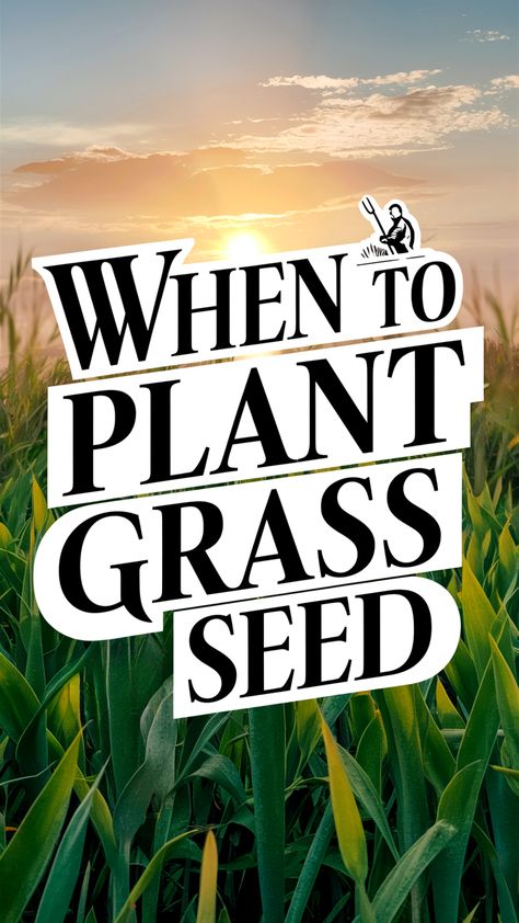 Wondering when to plant grass seed for a lush lawn? Find out in our guide, covering everything from spring and fall planting schedules to soil preparation tips for a healthy start. Save this pin for later and get your yard looking its best with expert advice!