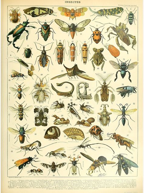 Entomology Illustration, Biology Poster, Adolphe Millot, Indie Decor, Vintage Foto's, Insect Wall, Insect Print, Science Illustration, Nostalgic Art