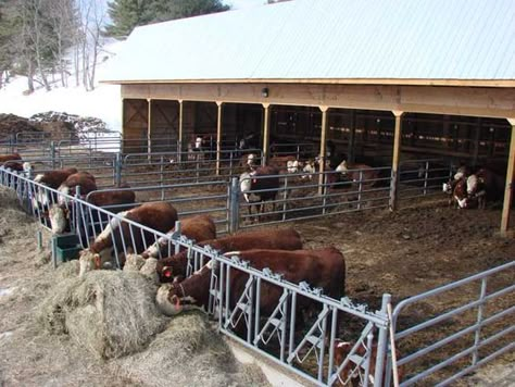 The doors at the end of the barn close in the shop and a two-pen calving area. Feed Lots Cattle, Beef Cattle Barn Design, Cow Pen Ideas, Cow Barn Ideas, Cow Farm Design, Cow Ranch, Cattle Barn Designs, Dairy Cow Breeds, Show Cattle Barn