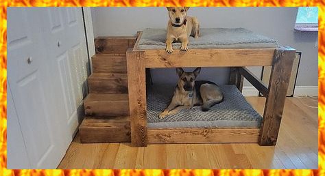 Diy Dog Bed For Multiple Dogs, Dog Bed Raised Diy, Double Decker Dog Bed Diy, Dog Beds For Multiple Dogs, Twin Bed For Dog, Cool Dog Beds For Large Dogs, Large Dog Bunk Beds Diy, Dog Bed With Roof, Bunk Beds For Dogs Diy