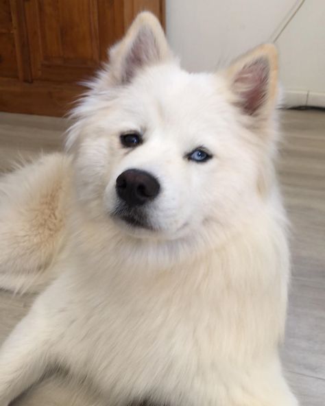 Samoyed Husky, Samoyed Puppy, Husky Puppy, Blue Eye, Husky, Cute Dogs, Cute Animals, Puppies, Dogs