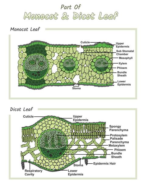 Internal structures of Monocot and Dicot leaf Anatomy Biology, Leaf Structure, Biology Science, Science Stickers, Study Flashcards, Biology Lessons, Nature Study, Science Education, Vector Photo